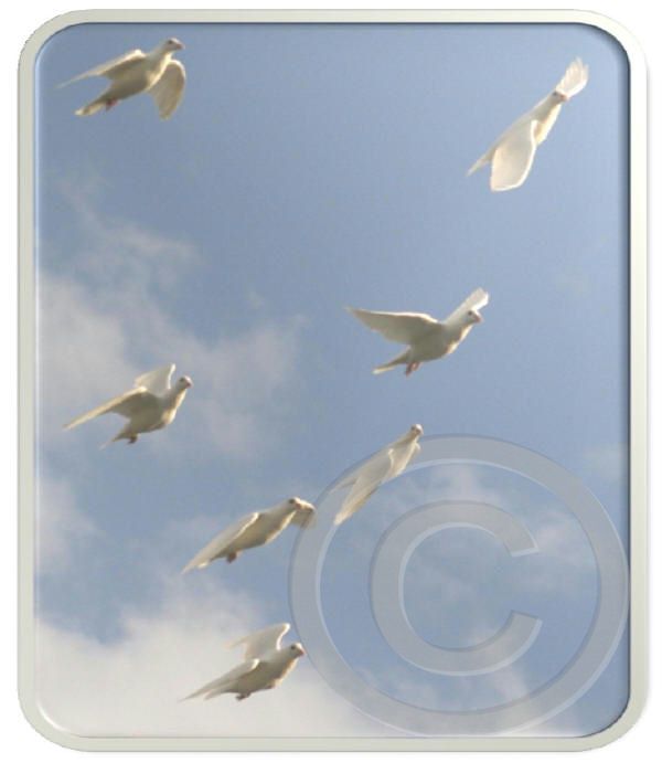 Photo Package I:  Doves in Flight 